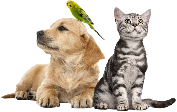 Best Digital Marketing Company in Madurai